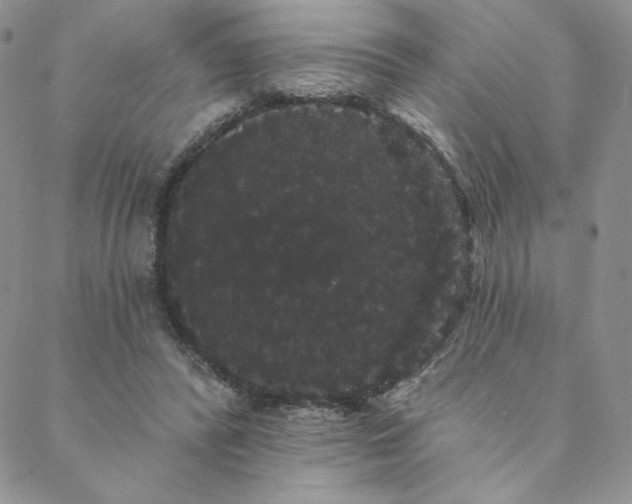 X0000088590400200706081333