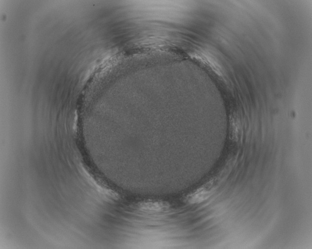 X0000088590404200706081333