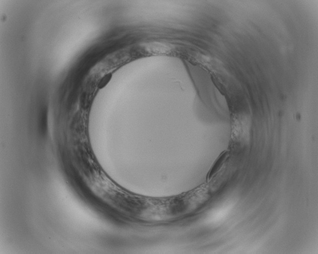 X0000088590431200706081332