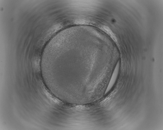 X0000088590441200706081332