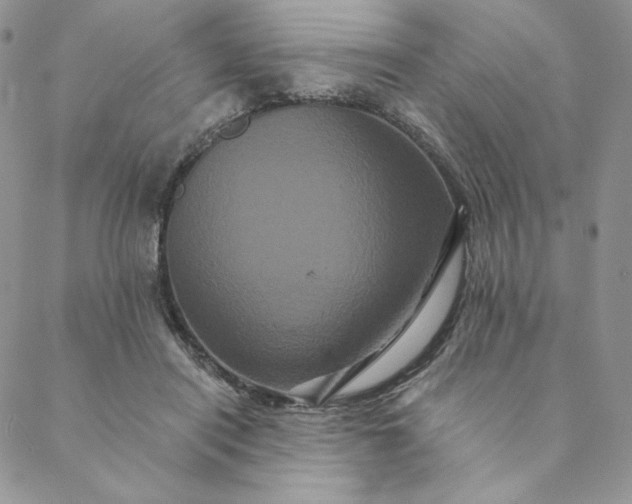 X0000088590454200706081332