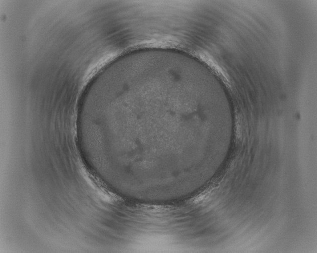 X0000088590486200706081331