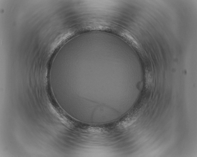 X0000088590490200706081331