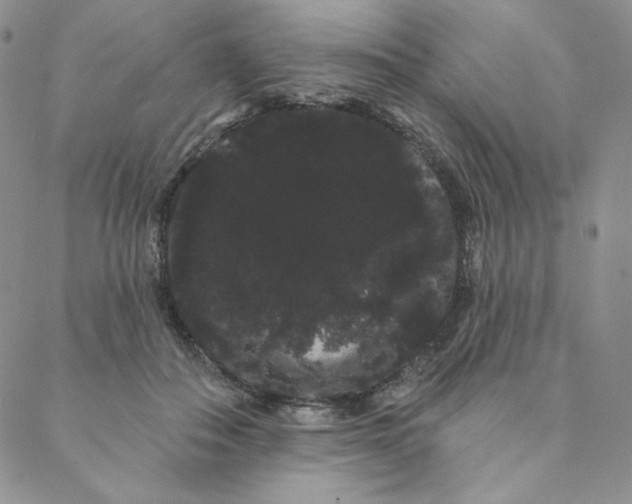 X0000088590506200706081331