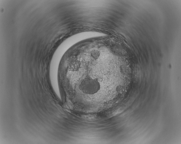 X0000088590511200706081331