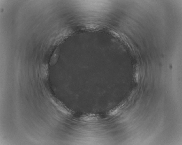 X0000088590563200706081330