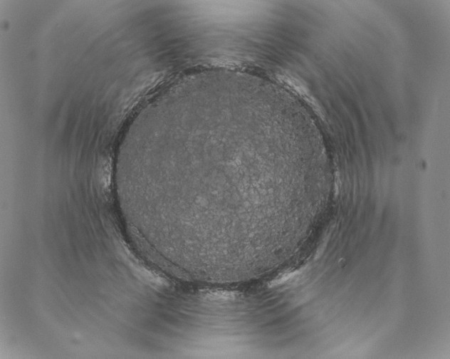 X0000088590593200706081330