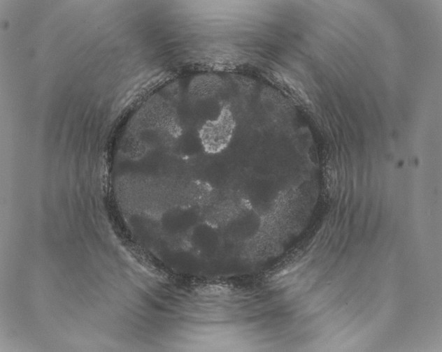 X0000088590594200706081330