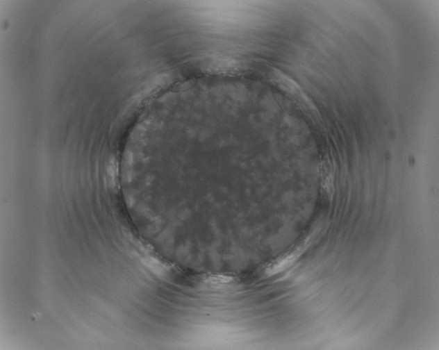 X0000088590669200706081329