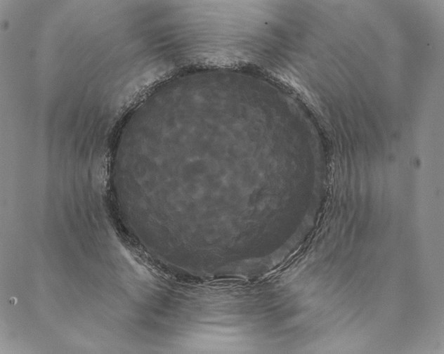 X0000088590736200706081327