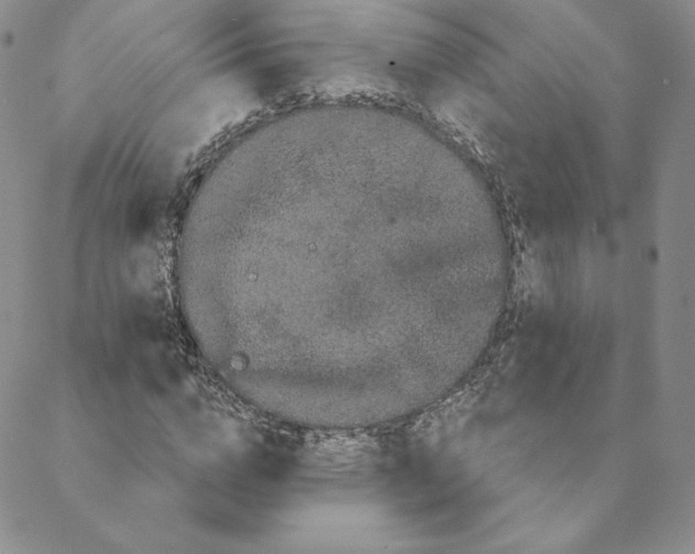 X0000088590824200706081325