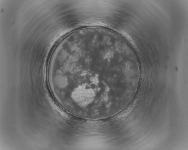 X0000088590840200706081326