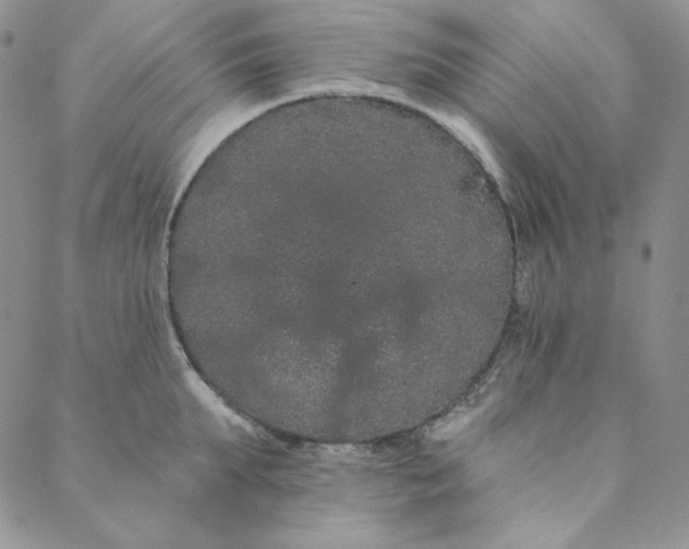 X0000088590903200706081325