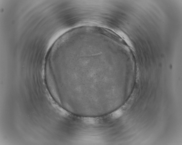 X0000088590904200706081325