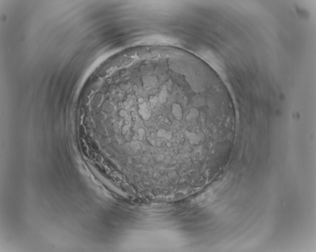 X0000088591008200706081323