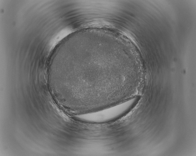 X0000088591018200706081322