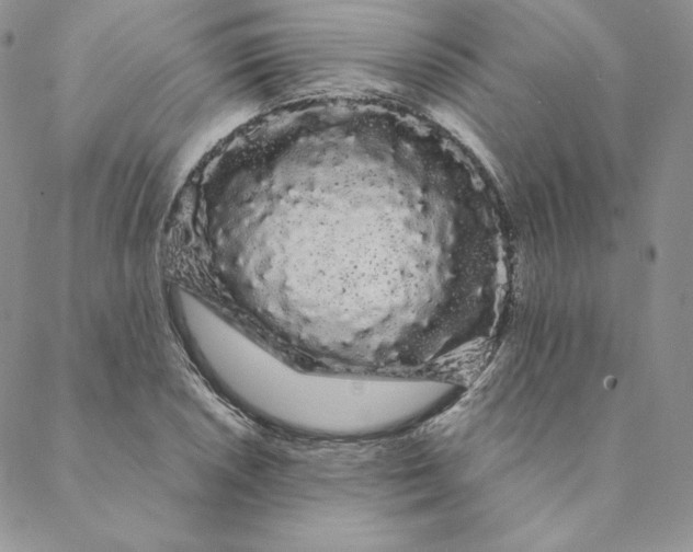 X0000088591026200706081322