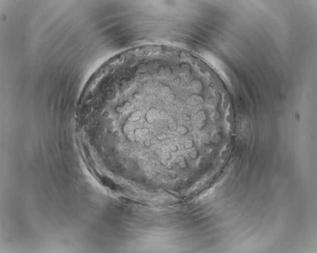 X0000088591100200706081321