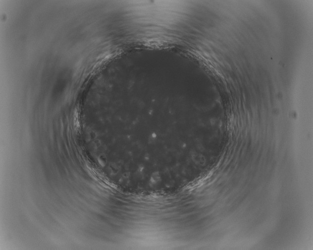 X0000088591106200706081321