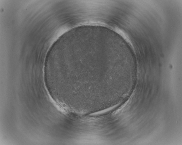 X0000088591237200706081320