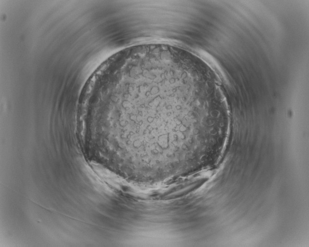 X0000088591244200706081320