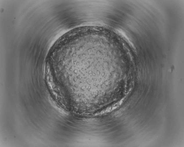 X0000088591276200706081319