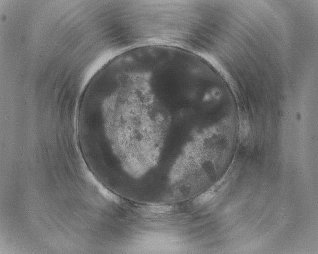 X0000088591294200706081318