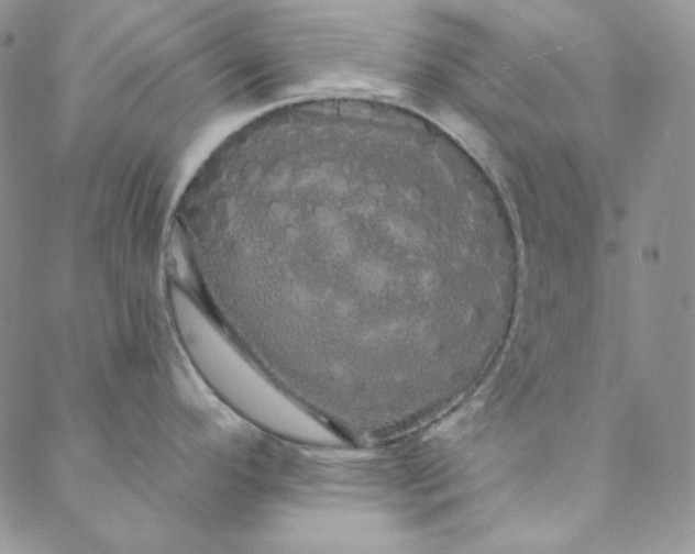 X0000088591296200706081318