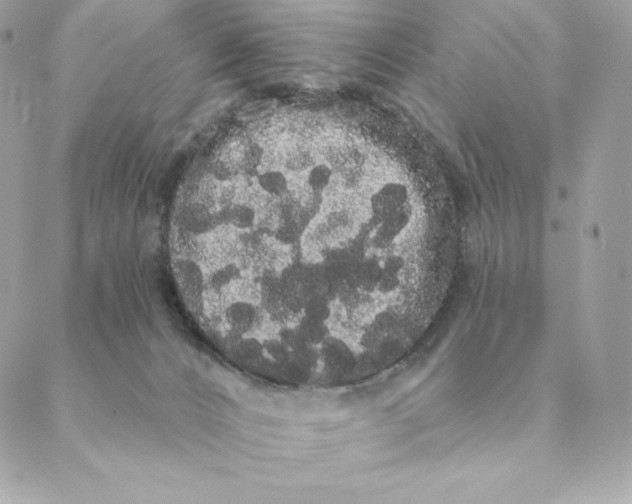 X0000088590032200706151747