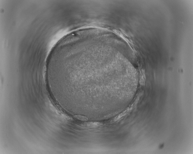 X0000088590152200706151745