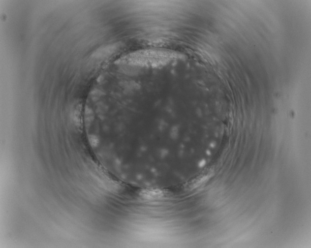 X0000088590181200706151745