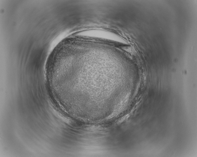 X0000088590246200706151743