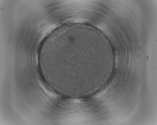 X0000088590254200706151743