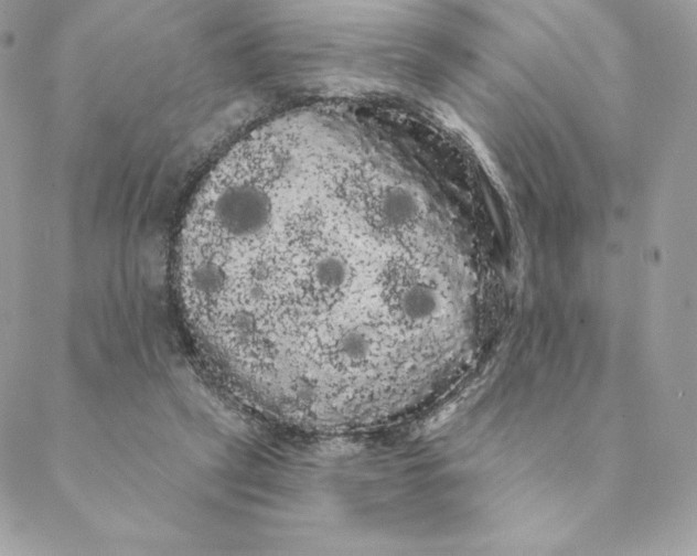 X0000088590257200706151743