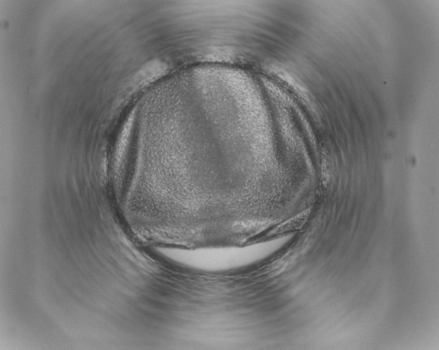 X0000088590261200706151744