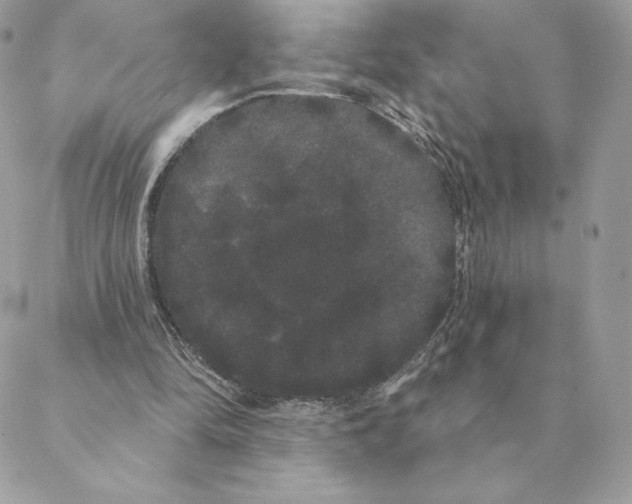 X0000088590294200706151743