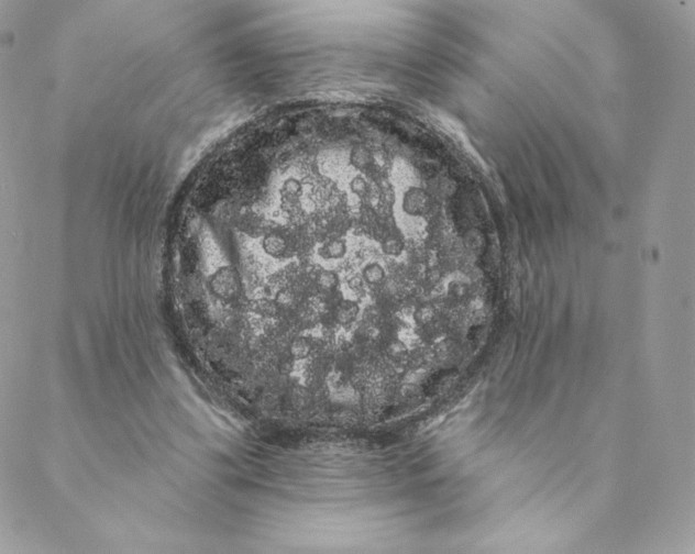 X0000088590299200706151743