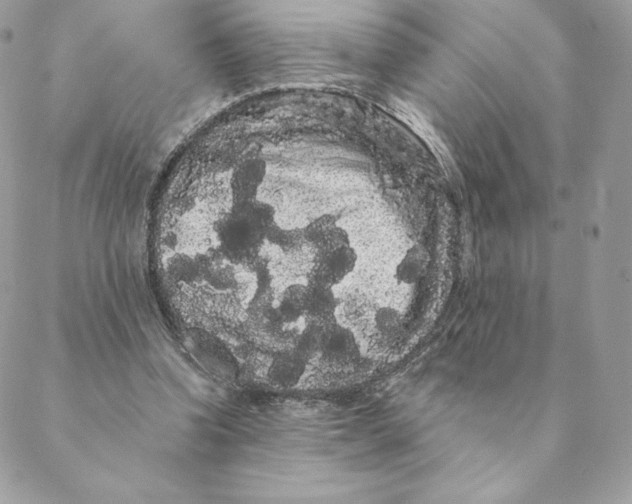 X0000088590346200706151742