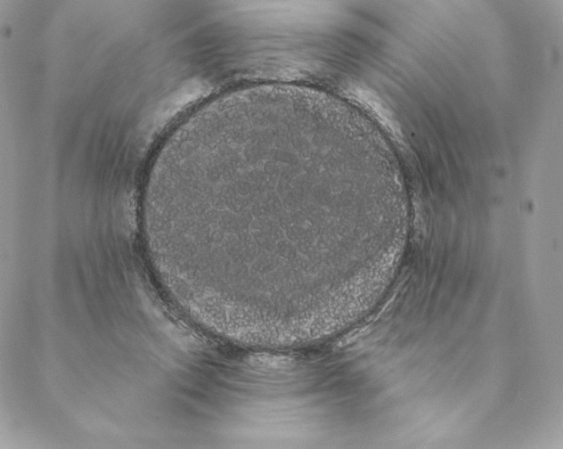 X0000088590354200706151742