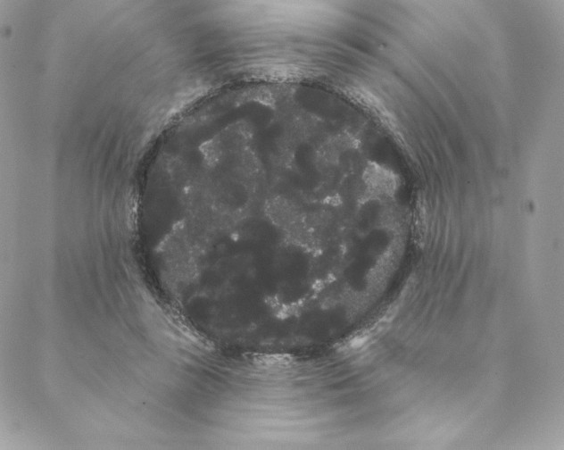 X0000088590355200706151742