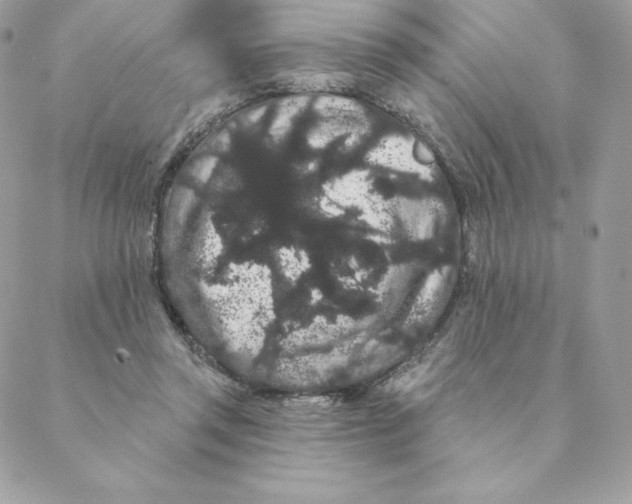 X0000088590357200706151742