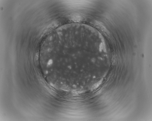 X0000088590365200706151742