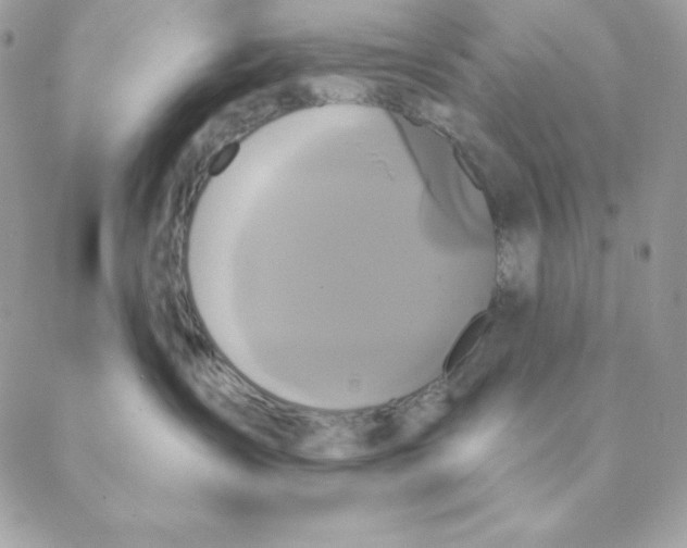 X0000088590431200706151741