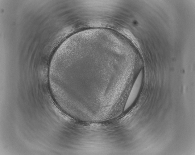 X0000088590441200706151740