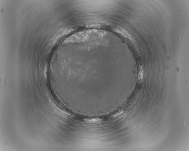 X0000088590452200706151740