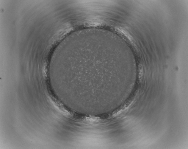 X0000088590455200706151740