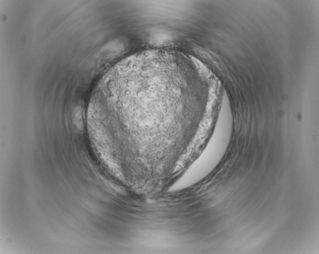 X0000088590470200706151741