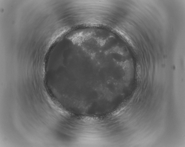 X0000088590494200706151740