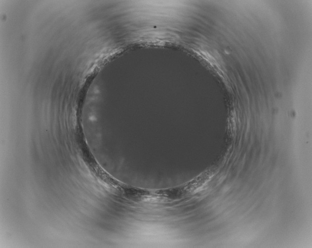 X0000088590504200706151740