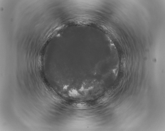 X0000088590506200706151740